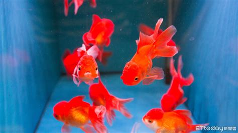 養魚 種類|8種適合新手養的魚 1500元就能在家打造「療癒水族箱。